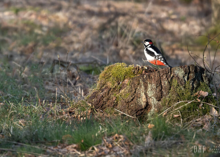 Landschaften und Natur 162 Hemelsdorfer See