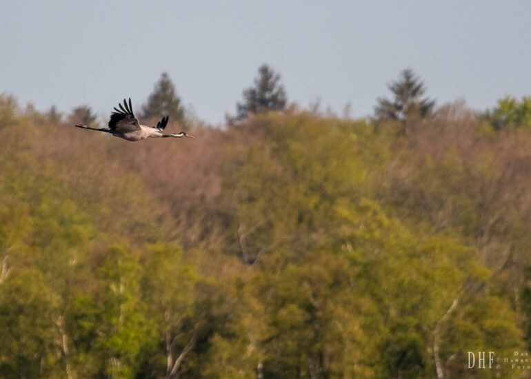 Landschaften und Natur 170 Hemelsdorfer See
