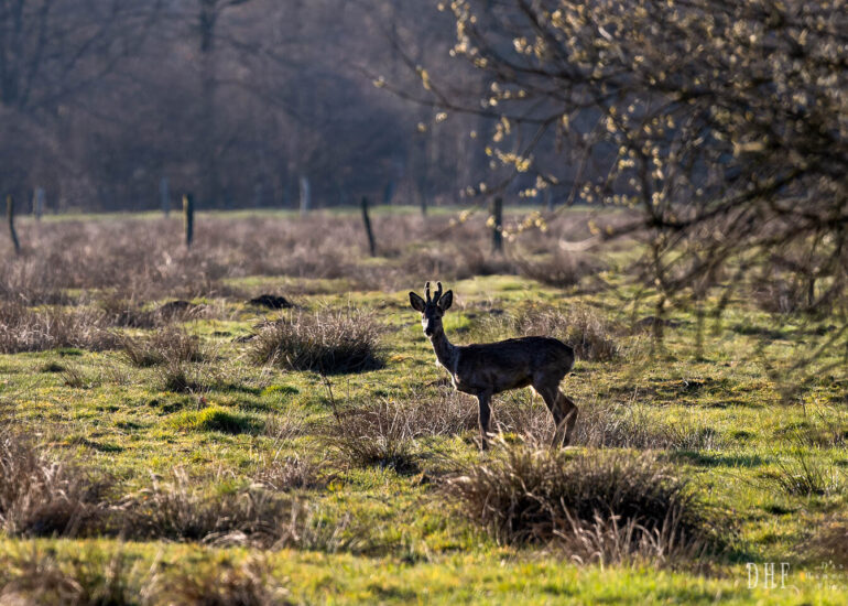 Landschaften und Natur 145 Hemelsdorfer See