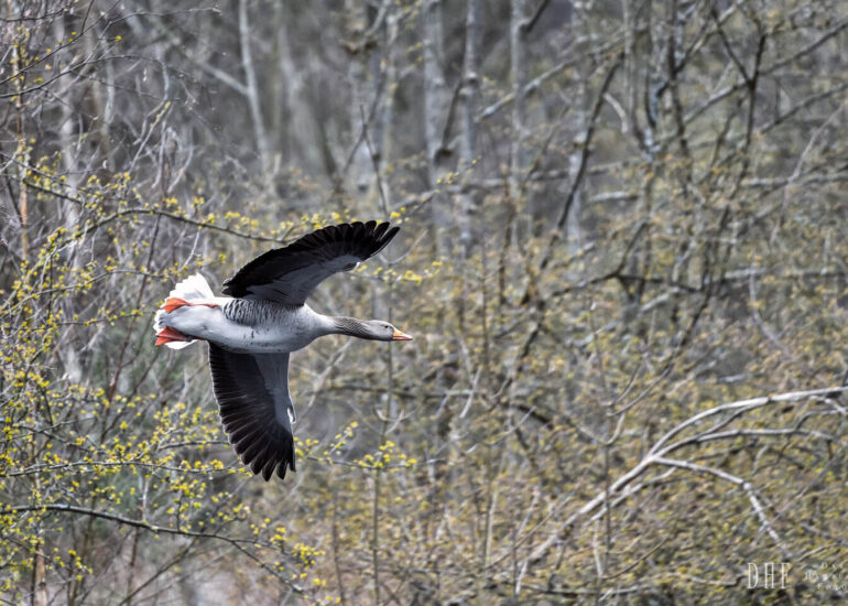 Landschaften und Natur 135 Hemelsdorfer See