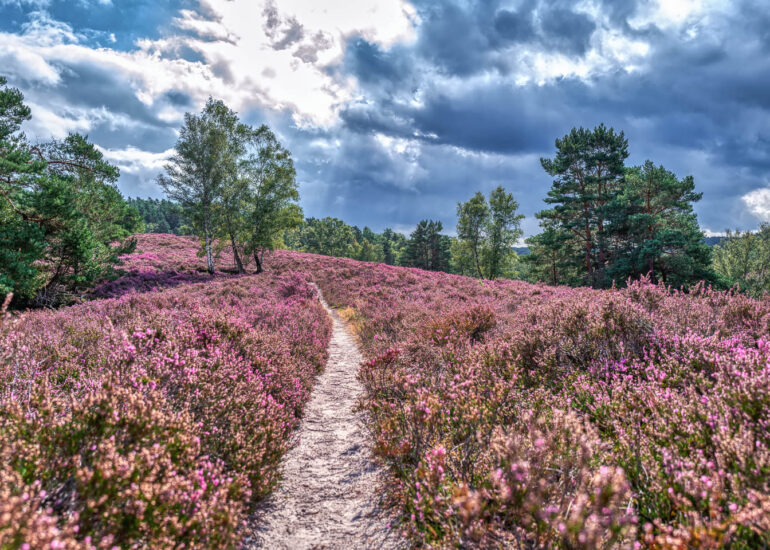 Landschaften und Natur 122 Hemelsdorfer See