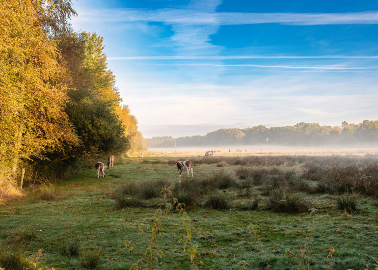 Landschaften und Natur 85 Hemelsdorfer See